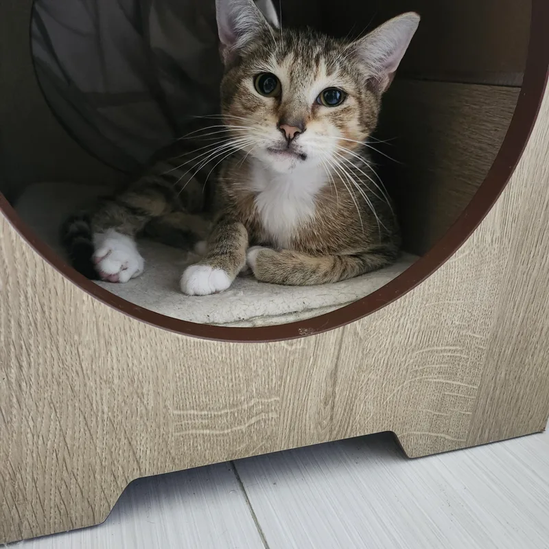A baby small-sized female Tabby (Brown / Chocolate) Domestic Short Hair cat named Pirate for adoption in Coconut Creek, FL
