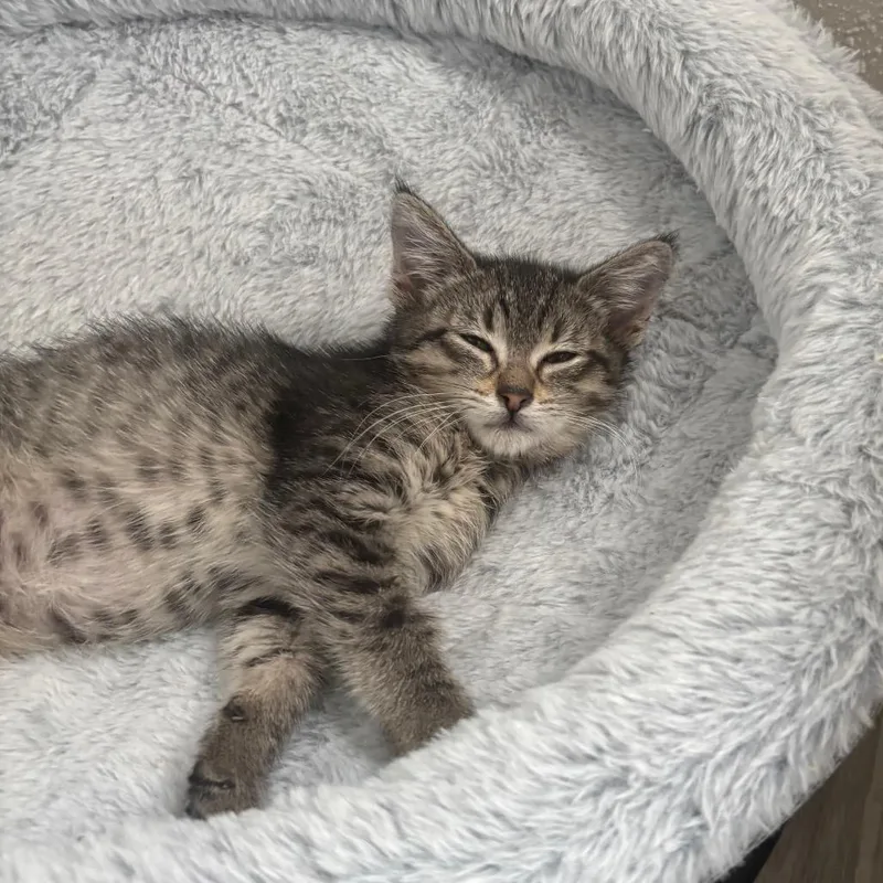 Raspberry thumbnail 2