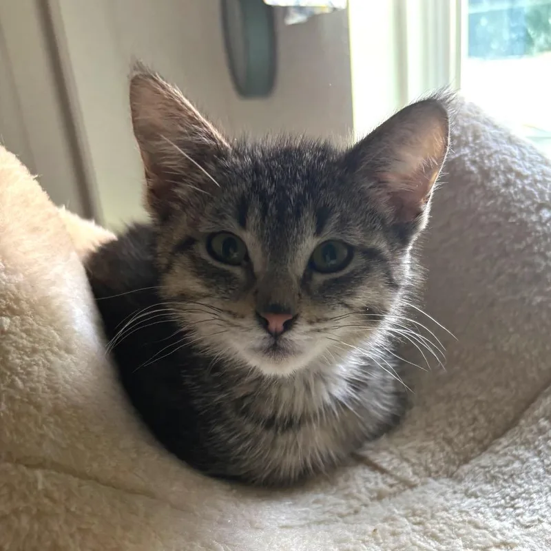 Raspberry thumbnail 3