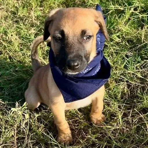 A baby medium-sized male Yellow / Tan / Blond / Fawn German Shepherd Dog dog named Sun for adoption in Caldwell, TX