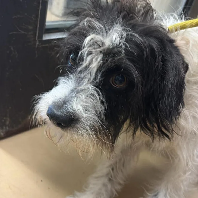 An adult small-sized male White / Cream Terrier dog named Mack City Of Industry for adoption in Chino Hills, CA