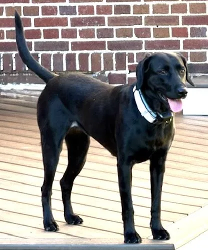 An adult medium-sized female Black Labrador Retriever dog named Harley for adoption in Killingworth, CT