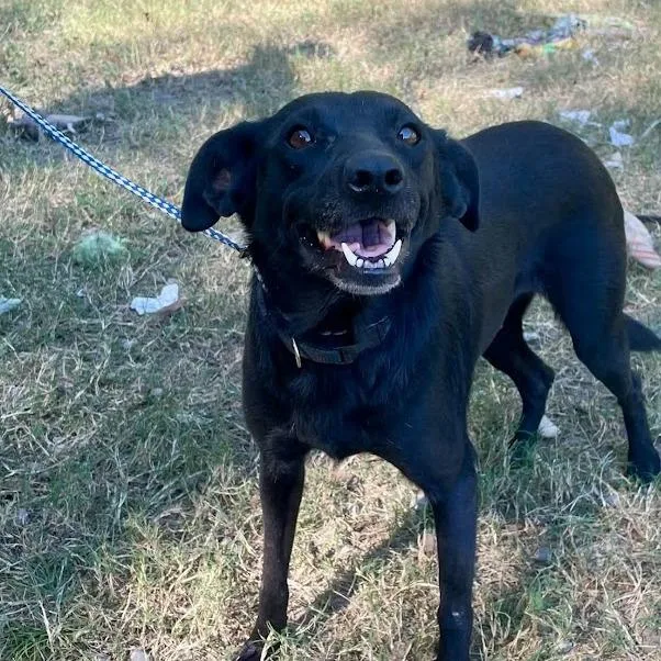 An adult small-sized female Black Labrador Retriever dog named Birdie for adoption in South Elgin, IL
