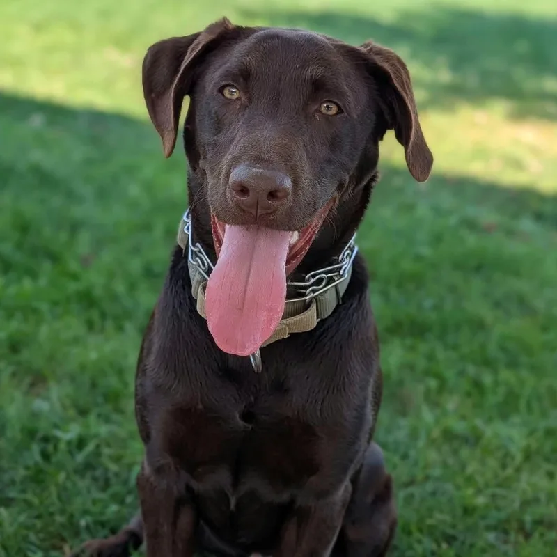 A baby medium-sized male Chocolate Labrador Retriever dog named Nutella for adoption in New Philadelphia, OH