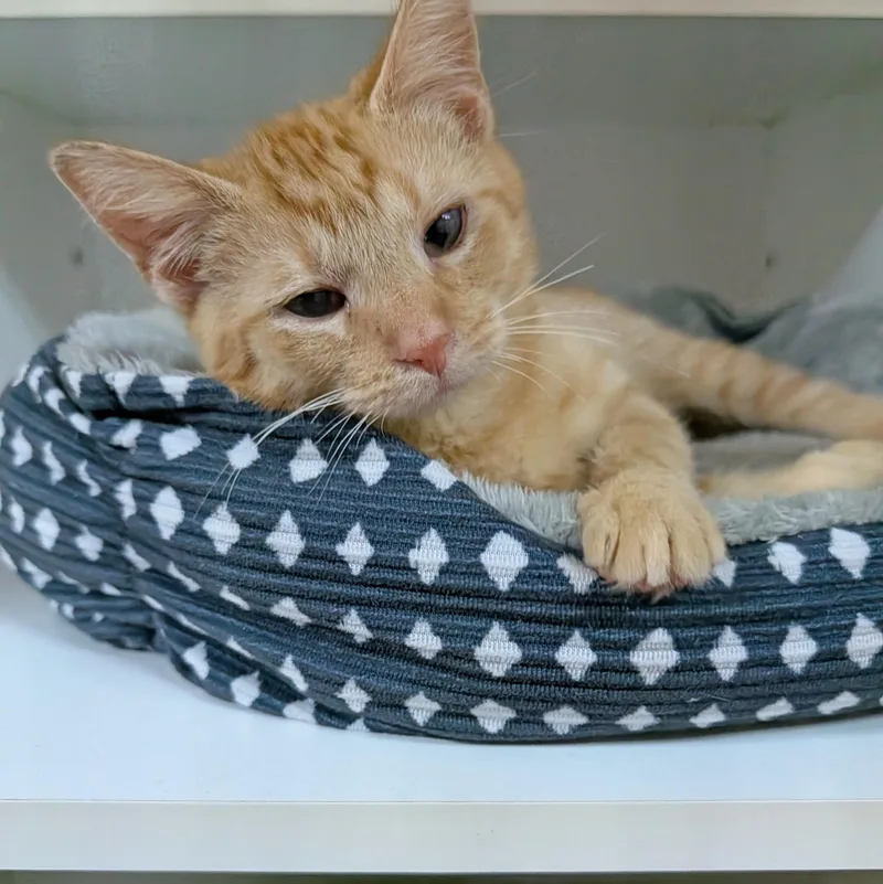 A baby medium-sized male Tabby (Orange / Red) Domestic Short Hair cat named Lyric for adoption in Accident, MD