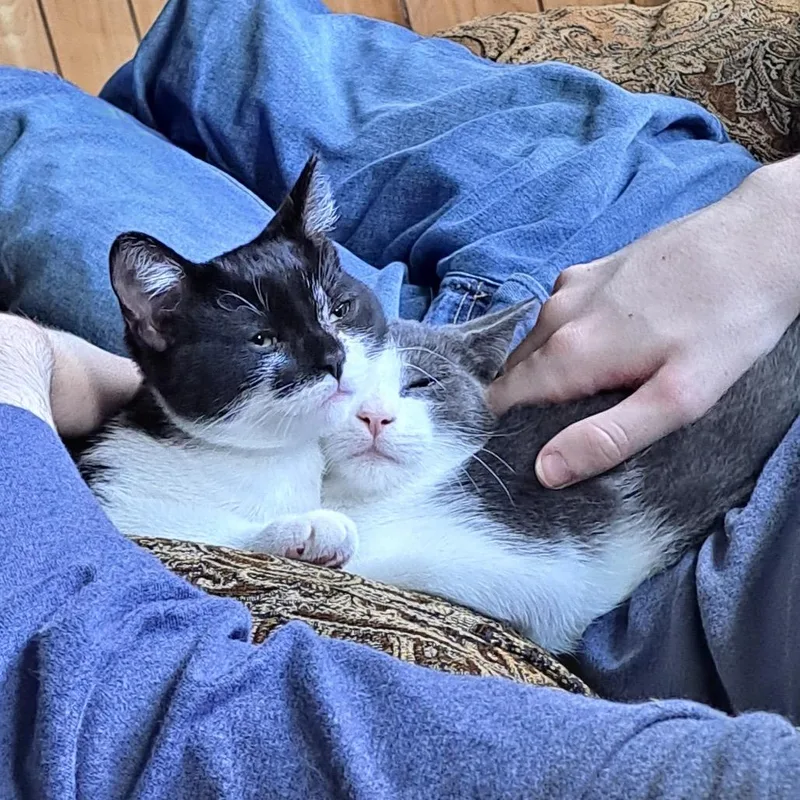 A baby small-sized male Gray / Blue / Silver Domestic Short Hair cat named Bumble Legion for adoption in Eaton Rapids, MI