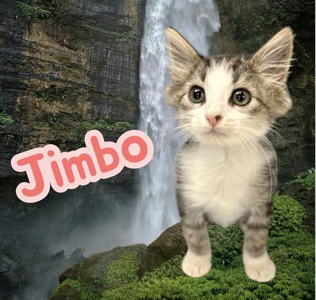 Jimbo