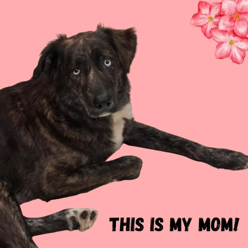 A baby small-sized male Black Mixed Breed dog named Peet's for adoption in Fredericksburg, VA