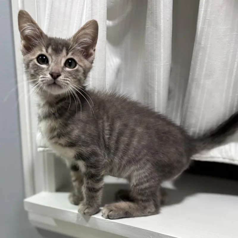A baby small-sized male Domestic Medium Hair cat named Grayson Maloney for adoption in Morrison, CO