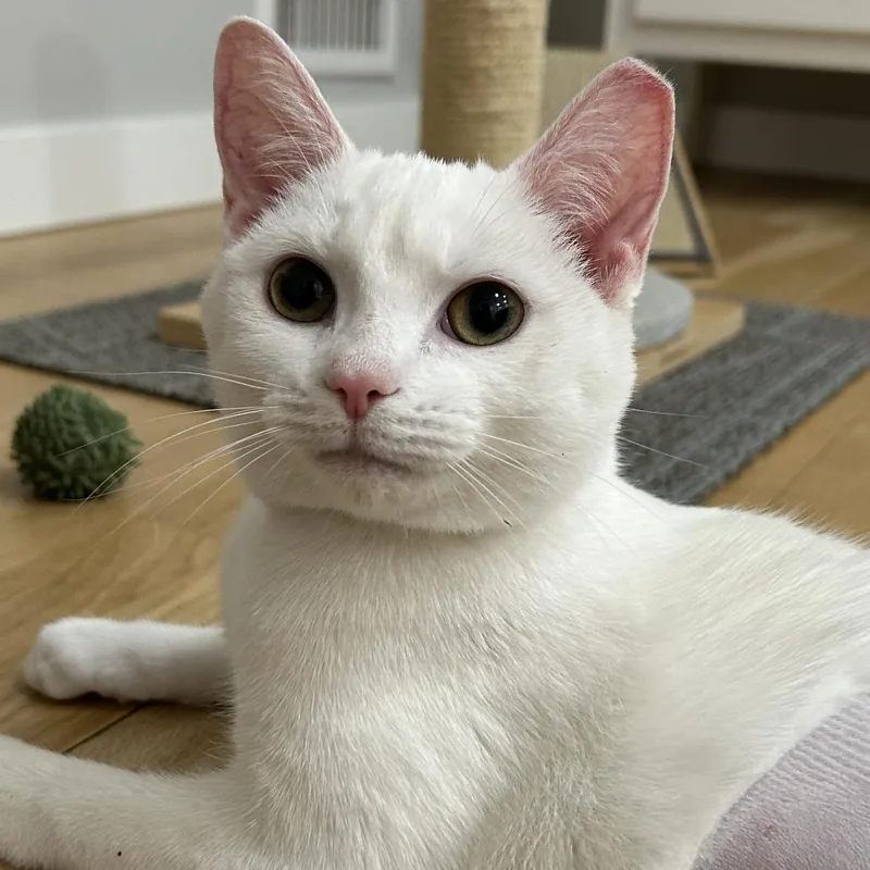 A young small-sized female White Domestic Short Hair cat named Sweetie Pie for adoption in Fairfax Station, VA