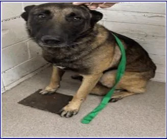 A young large-sized male Belgian Shepherd / Malinois dog named Radley for adoption in Vancouver, WA