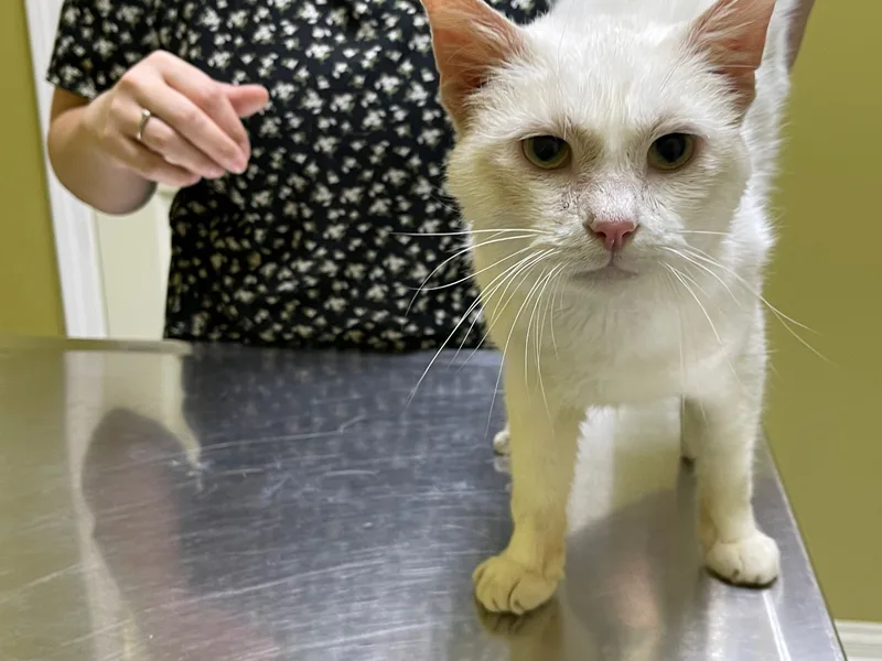 An adult medium-sized male White Domestic Short Hair cat named Amos for adoption in Columbia, KY