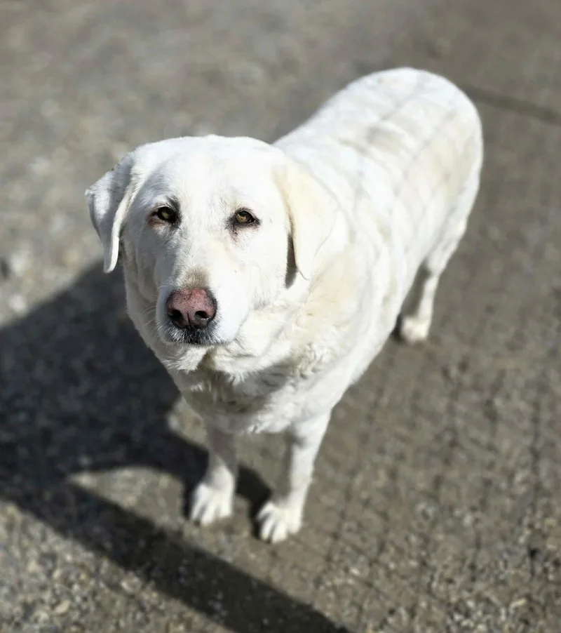An adult extra large-sized female Akbash dog named Bell Bell for adoption in Woodsfield, OH