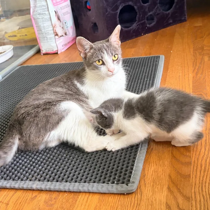 A young medium-sized female Gray / Blue / Silver Domestic Short Hair cat named Alder for adoption in Franklin, TN