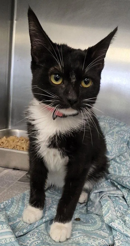 A young small-sized female Black & White / Tuxedo Domestic Short Hair cat named CA Mary for adoption in Glen Allen, VA