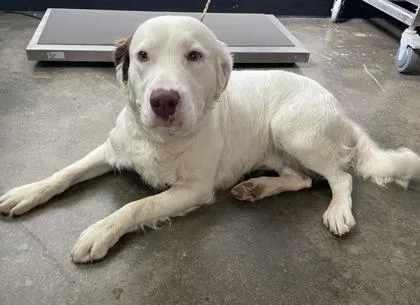 A young medium-sized male Spaniel dog named Bert for adoption in Sacramento, CA