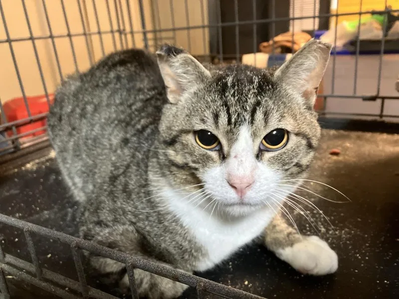 An adult large-sized male Domestic Short Hair cat named Andrew The Porch Pirate for adoption in Greenville, SC