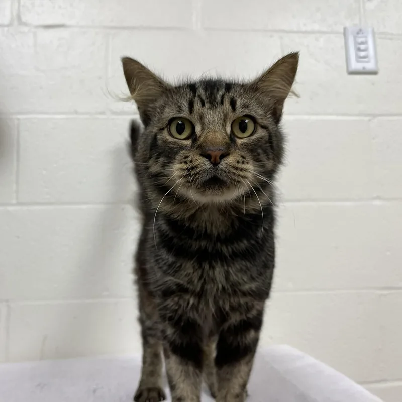 An adult medium-sized male Brown / Chocolate Domestic Medium Hair cat named SVASStray for adoption in Verona, VA