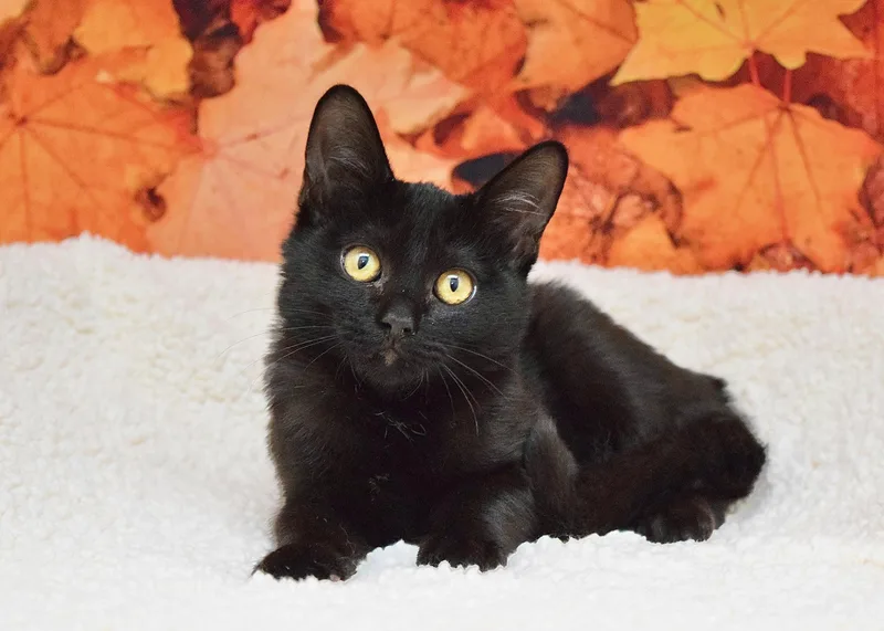 A baby medium-sized female Domestic Medium Hair cat named Spice for adoption in Dublin, CA