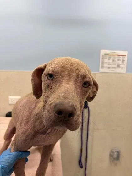 A young medium-sized female Terrier dog named Wanda for adoption in Honolulu, HI
