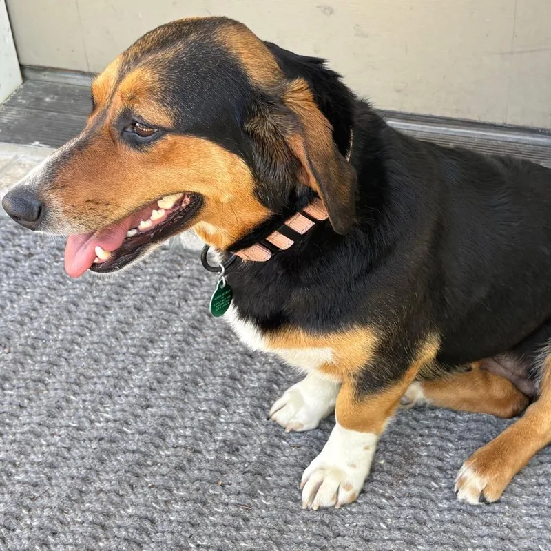 A young medium-sized female Black Beagle dog named Glizzy for adoption in Buffalo, MN