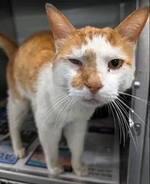 A senior medium-sized male Domestic Short Hair cat named Duncan for adoption in Herndon, VA