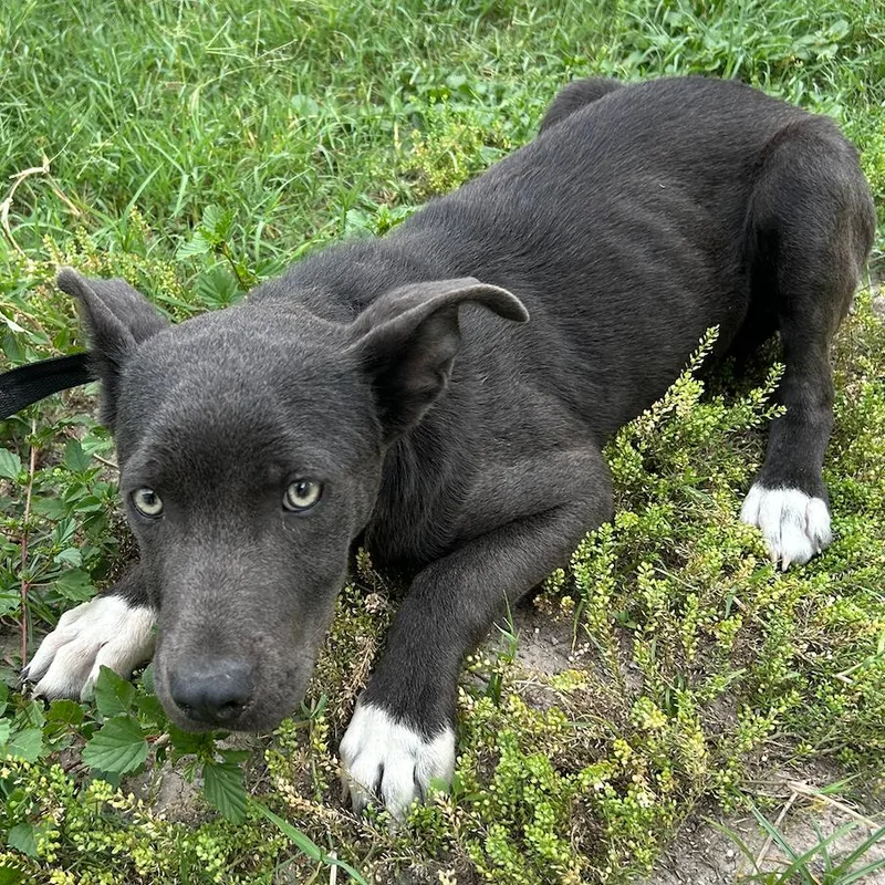 A baby medium-sized male Black Pit Bull Terrier dog named Tweedledee for adoption in Austin, TX