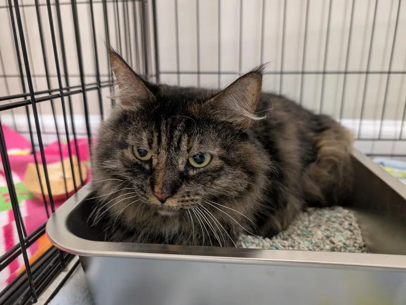 An adult medium-sized female Domestic Long Hair cat named Megumi for adoption in Fall River, MA