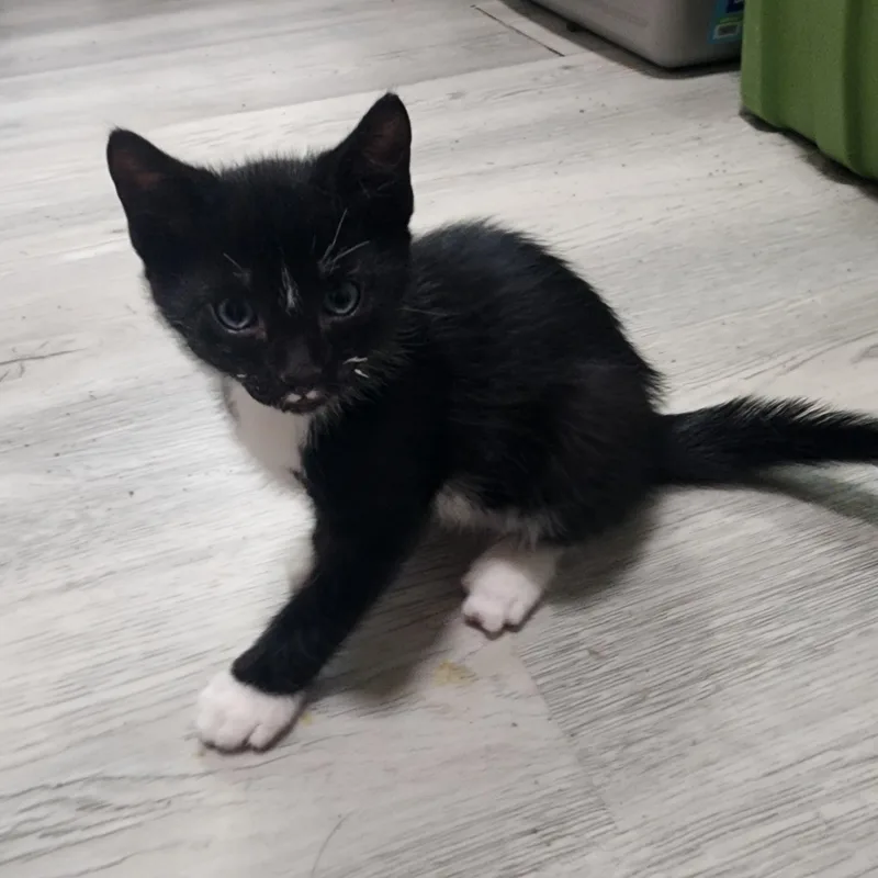 A baby small-sized male Black & White / Tuxedo Domestic Short Hair cat named Cap for adoption in Bayonne, NJ