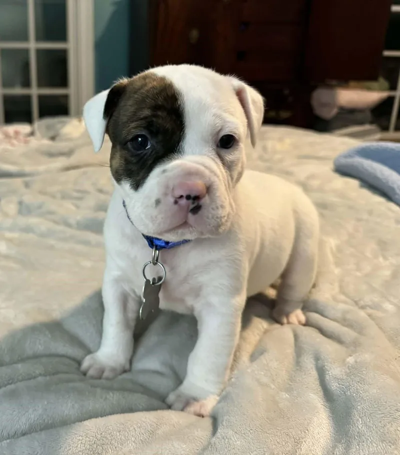 Bubba  The Wrecking thumbnail 2