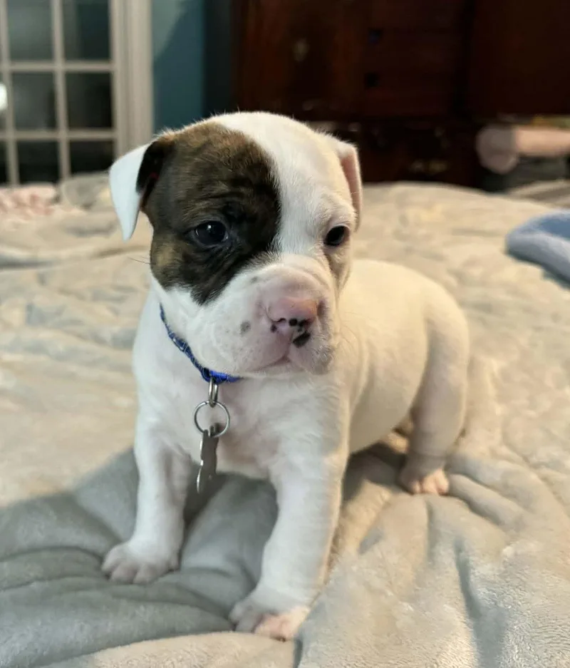 Bubba  The Wrecking thumbnail 3