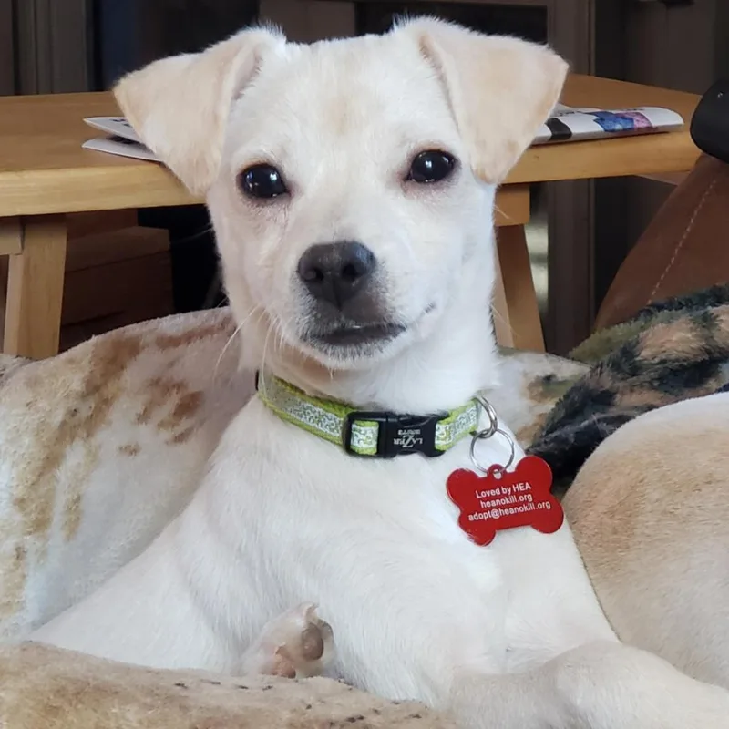 An adult small-sized male Chihuahua dog named Carrot for adoption in Green Bay, WI