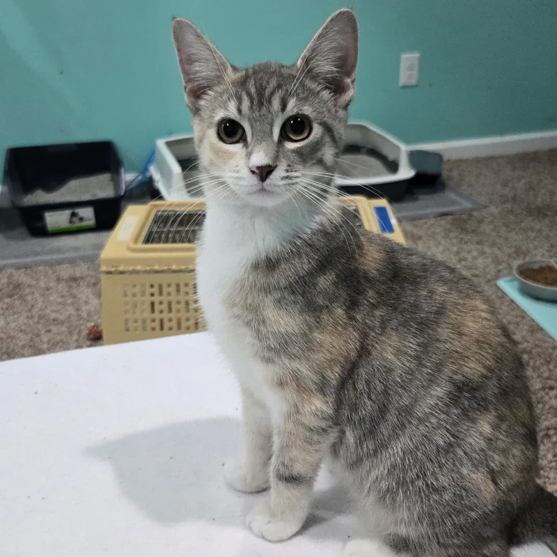 A baby small-sized female Dilute Calico Domestic Short Hair cat named Fitter Happier for adoption in Richmond, VA