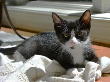 A baby small-sized female Black & White / Tuxedo Domestic Short Hair cat named Eowyn for adoption in Annapolis, MD