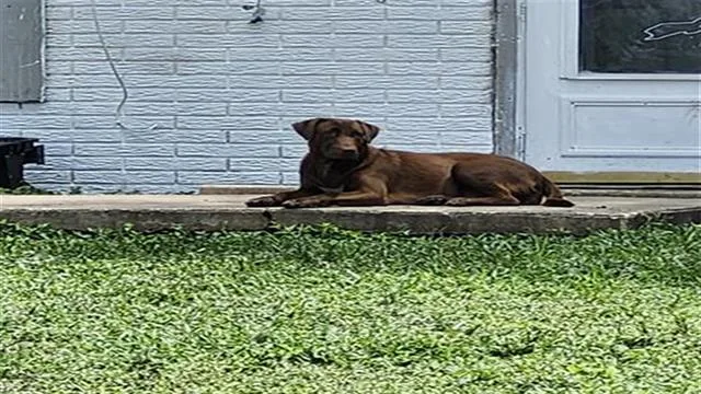 A young medium-sized female Labrador Retriever dog named Dolly for adoption in San Antonio, TX