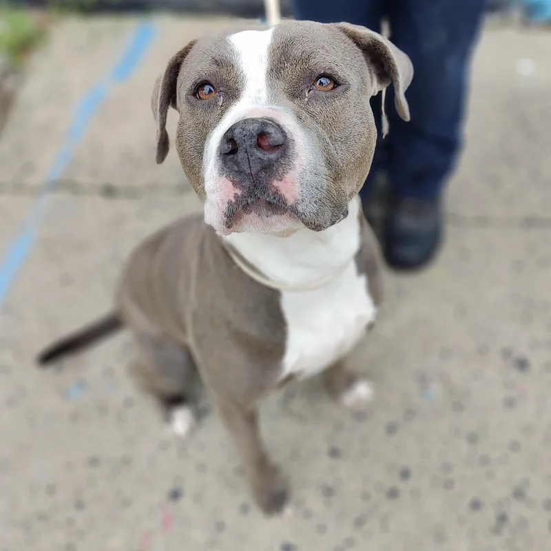 An adult medium-sized female Brown / Chocolate Pit Bull Terrier dog named Liana for adoption in Jersey city, NJ