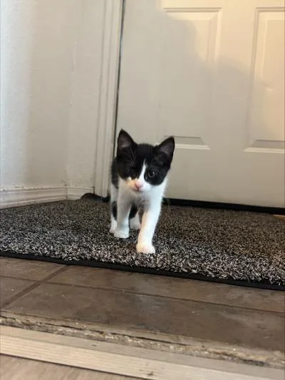 A baby medium-sized female Domestic Short Hair cat named Matilda for adoption in Rochester, WA