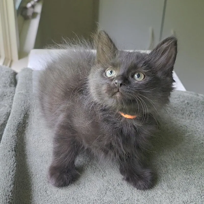 A baby small-sized male Black Domestic Long Hair cat named Hansom Ransom FC LS for adoption in Union, MO