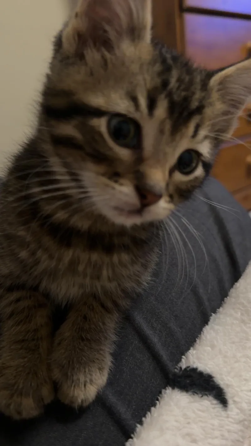 A baby small-sized male Brown / Chocolate Domestic Short Hair cat named Theo for adoption in Columbia, MO