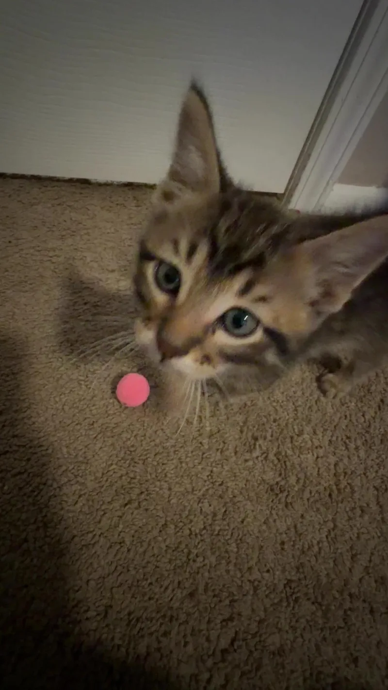 Theo thumbnail 2