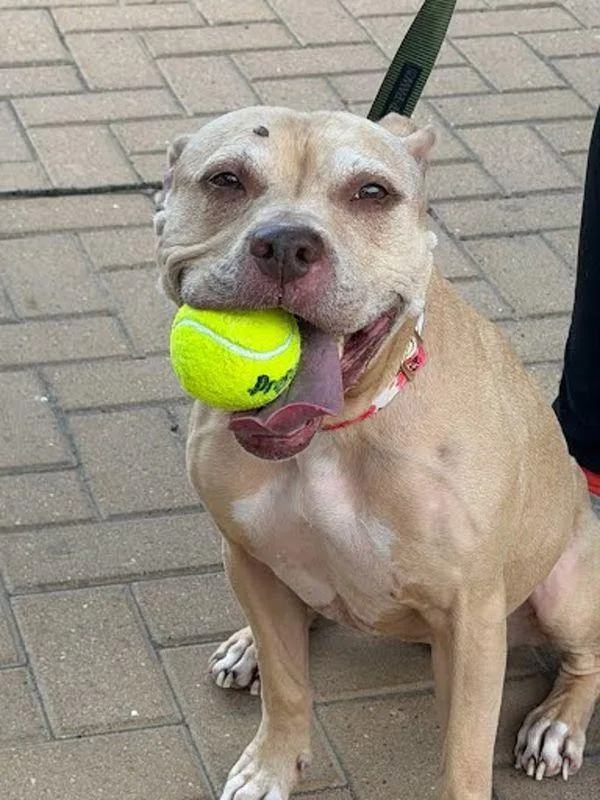 An adult medium-sized female Pit Bull Terrier dog named Bella for adoption in Austin, TX
