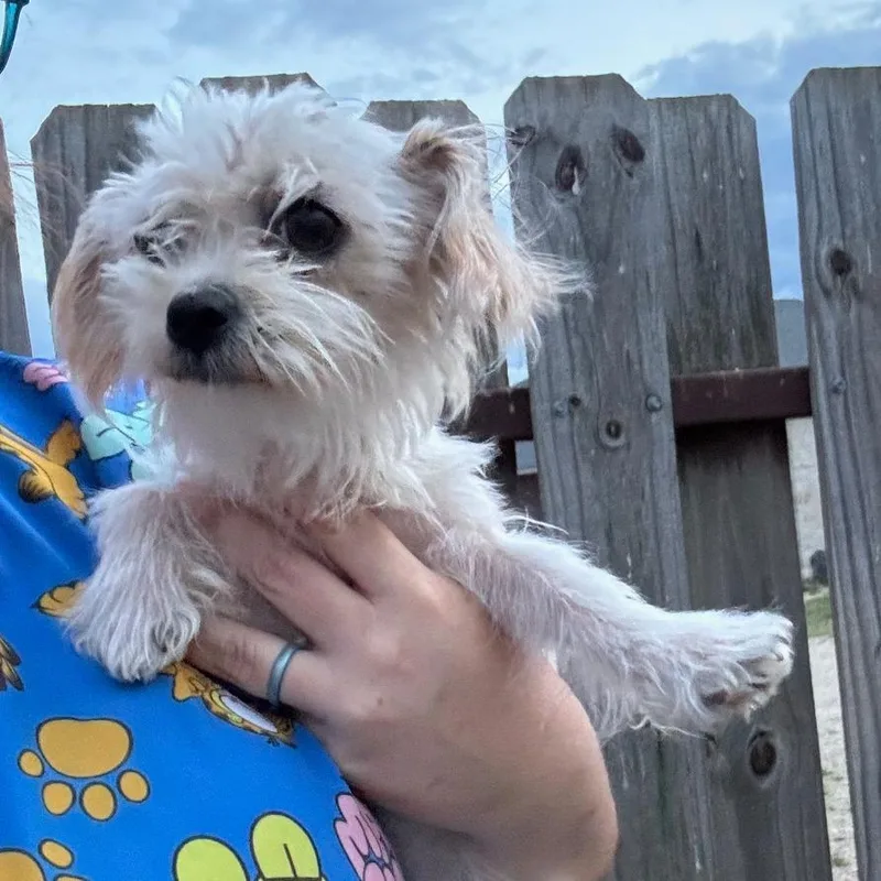 A young small-sized female White / Cream Silky Terrier dog named Lafonda for adoption in Rockville, MD
