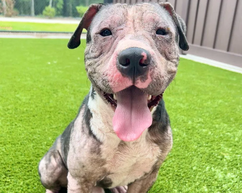 A young medium-sized male Mixed Breed dog named Chupro for adoption in Raleigh, NC