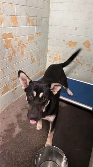 A young medium-sized male German Shepherd Dog dog named Buddy for adoption in Stockton, CA