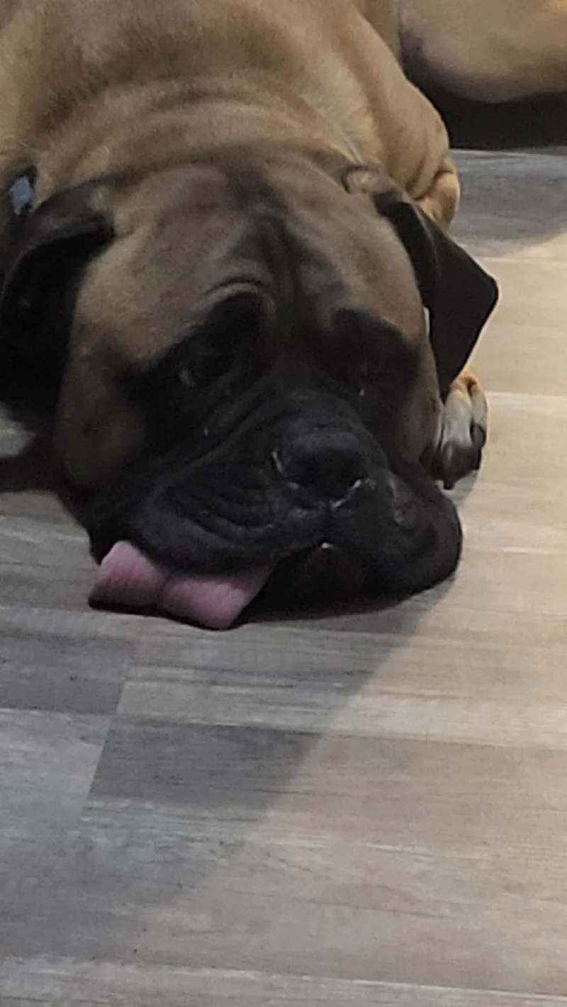 Simba  Nc thumbnail 2