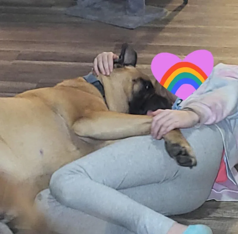 Simba  Nc thumbnail 3