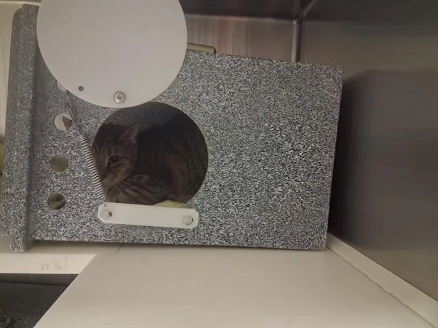 Cosmo