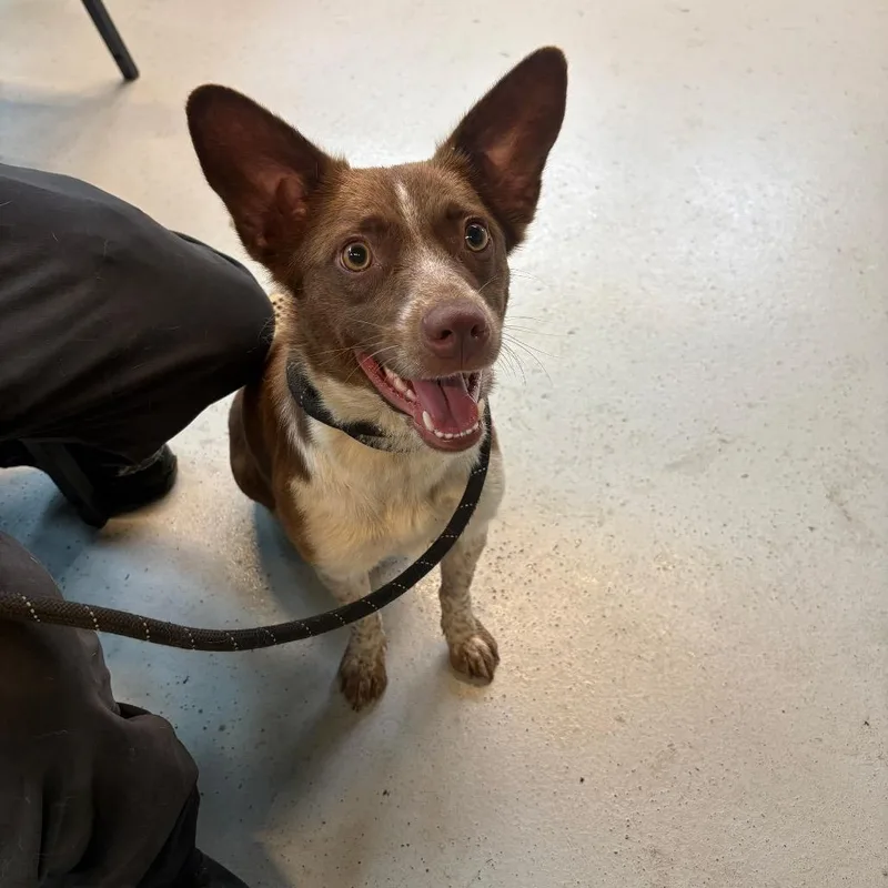 An adult medium-sized female Brown / Chocolate Mixed Breed dog named Carey Stray Hold for adoption in Huntington, WV