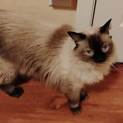 Ffelicity thumbnail 2