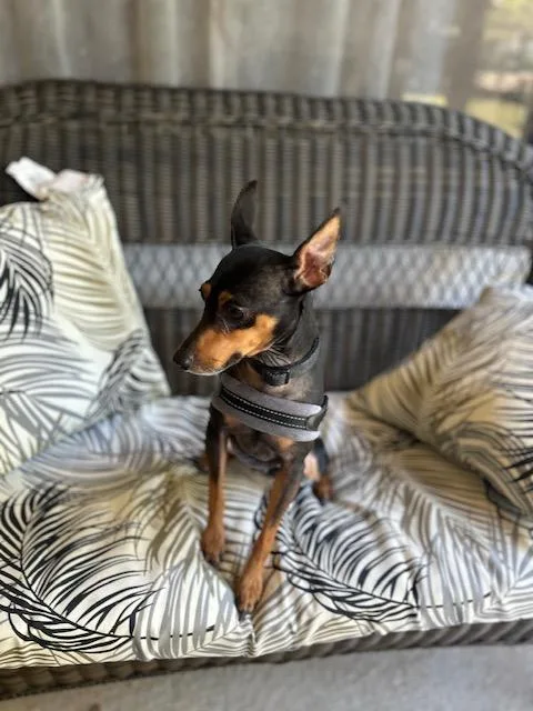 An adult small-sized male Bicolor Miniature Pinscher dog named Brody for adoption in Maitland, FL